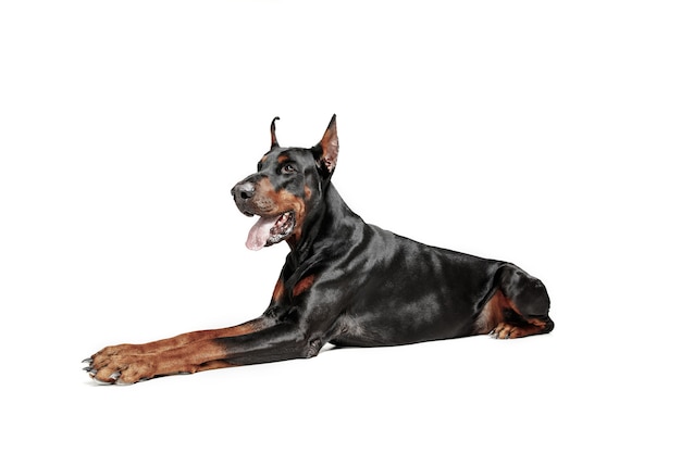 Doberman dog Isolated on white in studio.