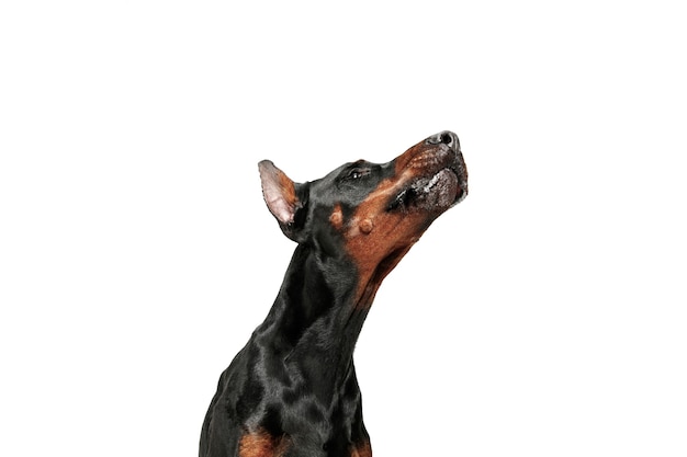 Free photo doberman dog isolated on white wall in studio