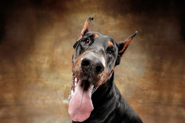 Doberman Pinscher, funny emotional dog on studio background