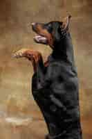 Free photo doberman pinscher, funny emotional dog on studio background