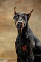 Free photo doberman pinscher, funny emotional dog on studio background