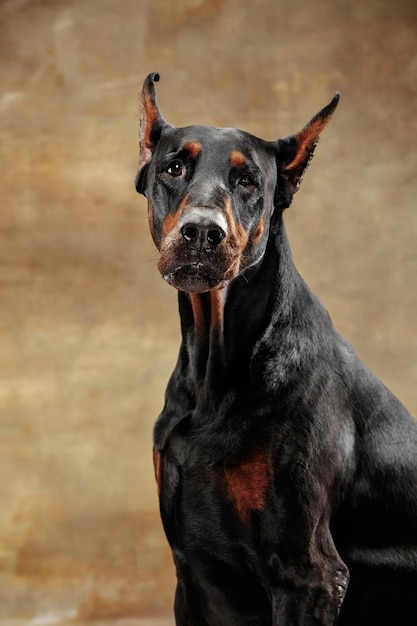 Доберман, забавная эмоциональная собака на фоне студии