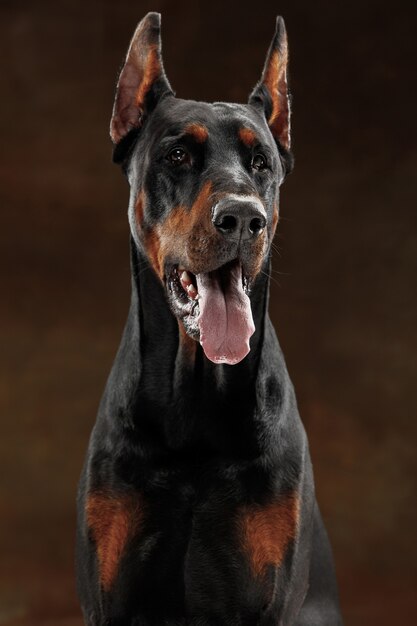 Doberman Pinscher, funny emotional dog on studio background