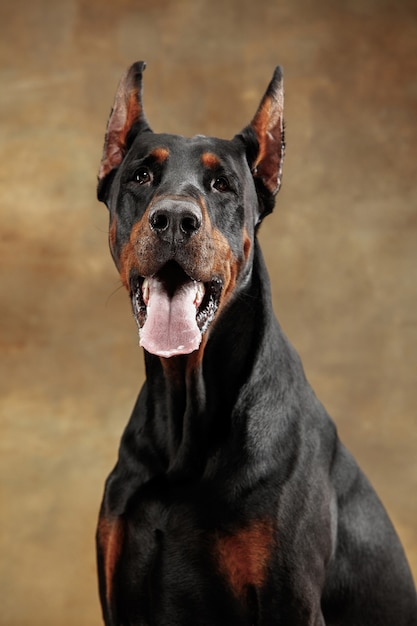 Doberman Pinscher, funny emotional dog on studio