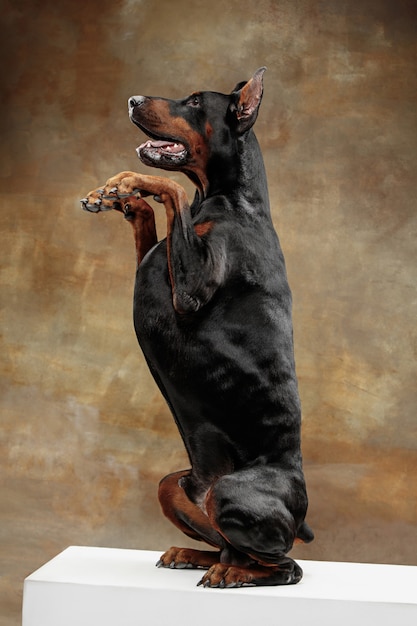 스튜디오 벽에 Doberman Pinscher