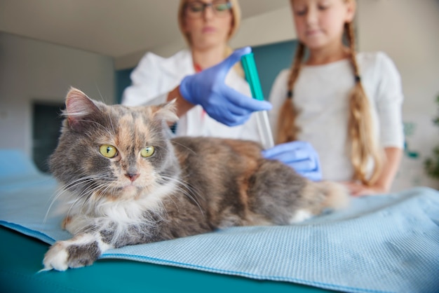 医者は病気の猫に注射をします