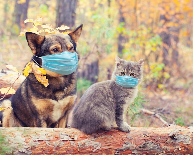 야외에서 의료용 얼굴 마스크(호흡기)를 쓴 개와 고양이. 의료 개념