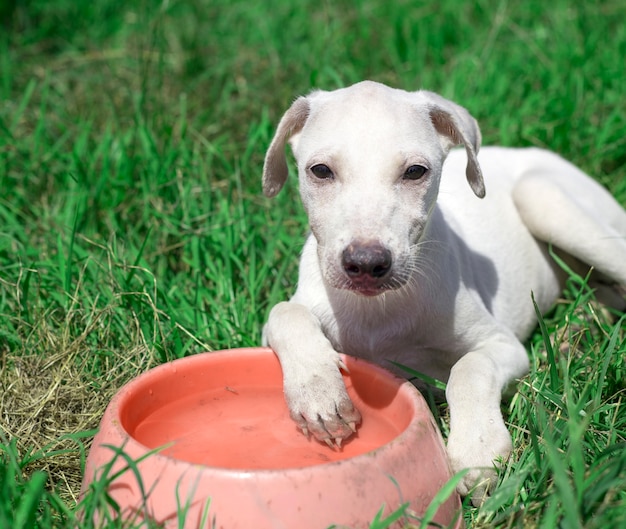 Free photo dog animal breed mammal outdoors pet canine