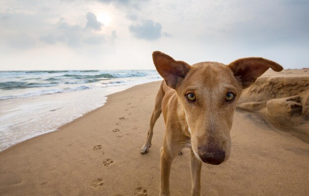 Dog on the beach