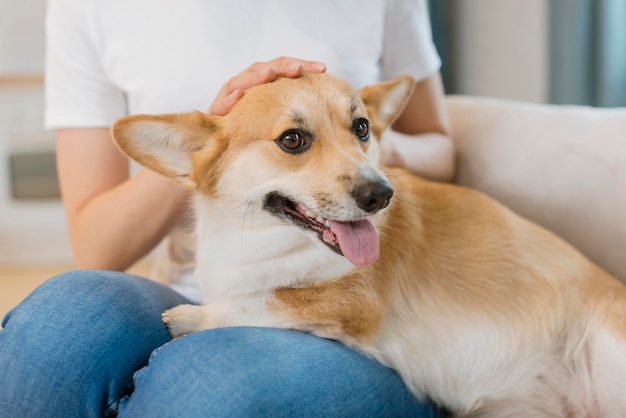 Dog being pet by female owner on couch