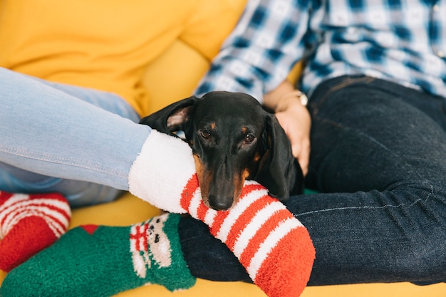 無料写真 クリスマスソックスを着てカップルの間の犬