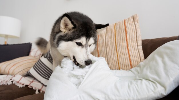 Dog biting pillow at home