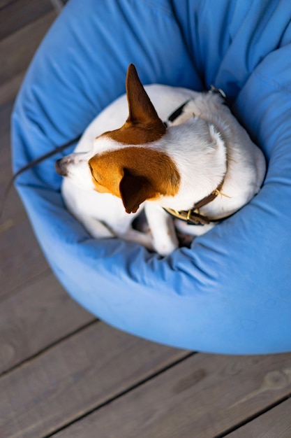 Dog in blue beanbag