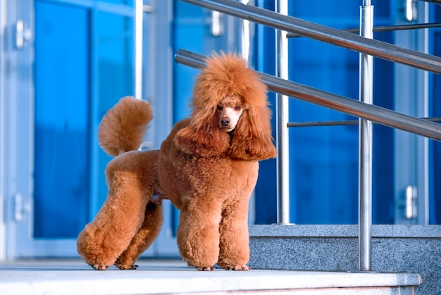 犬品种