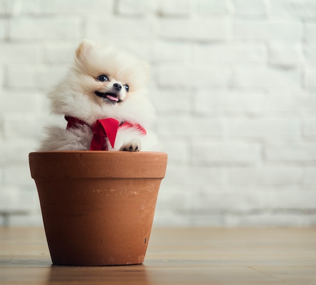 Foto gratuita cucciolo dell'animale domestico del cane dell'animale canino del cane