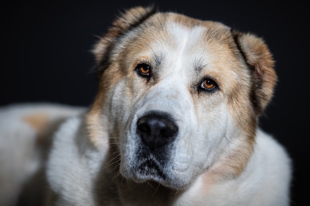 暗い壁の犬のクローズアップ肖像画