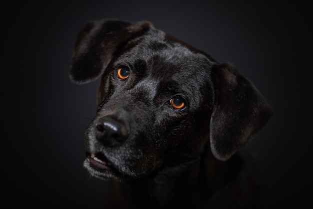 Dog close up portrait on dark wall