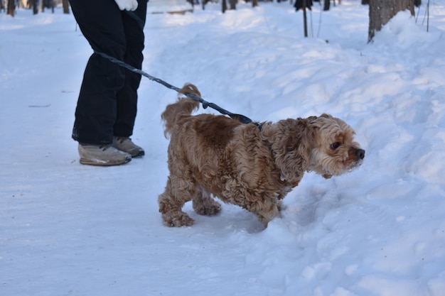 Dog cocker spaniel walks in the snow