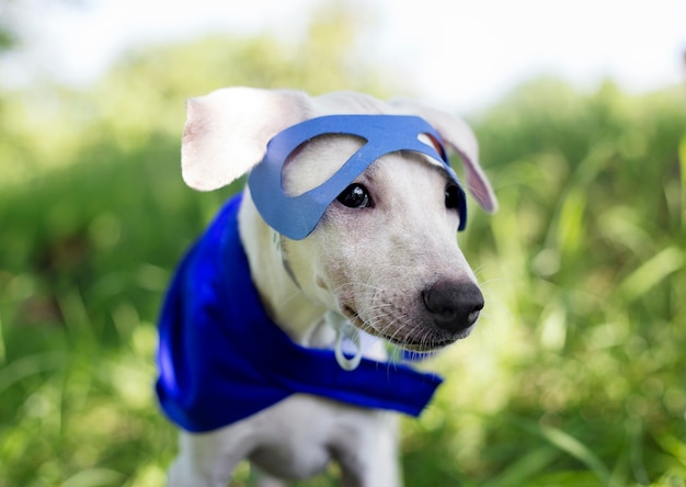 Free photo dog costume breed canine friend mammal animal