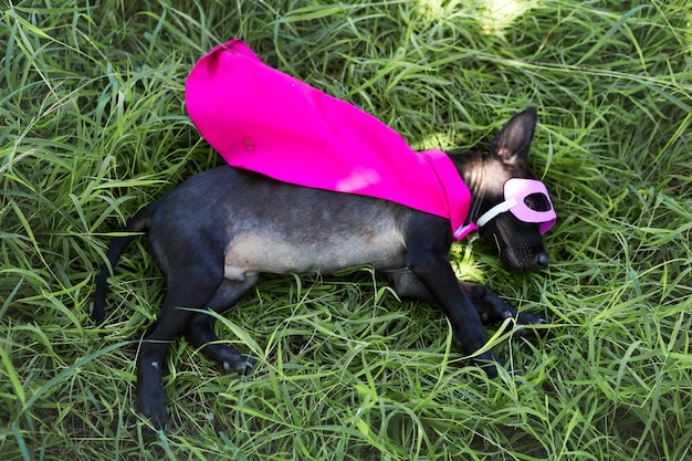 Free photo dog costume cute superhero animal mammal