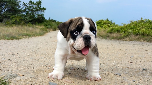 Free photo dog in a dirt way