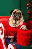 Free photo dog dressed as santa sitting in sleigh