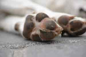 Foto gratuita piedi cane per strada