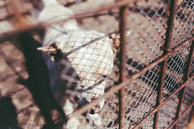 Free photo dog behind a fence