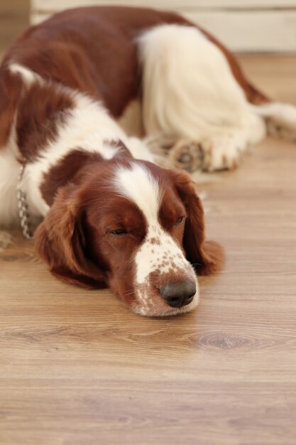 Dog on the floor