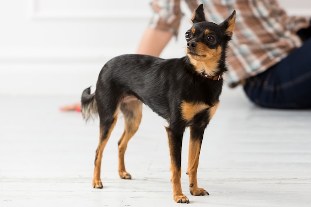 Foto gratuita cane sul pavimento