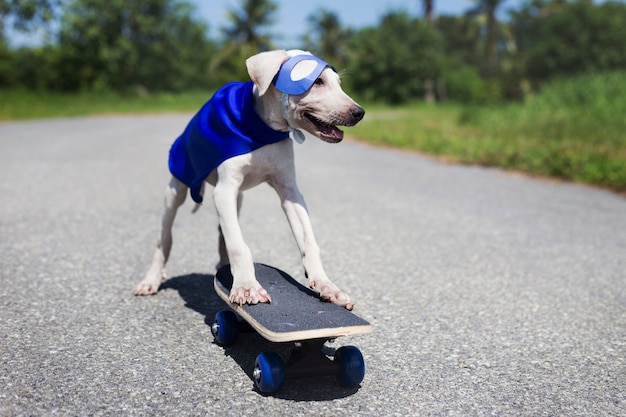 Sorridere canino sveglio dell'amico del cane