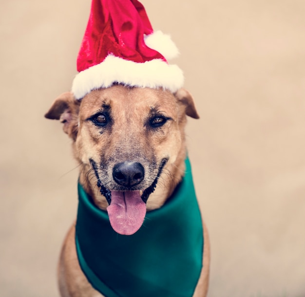 Sorridere canino sveglio dell'amico del cane