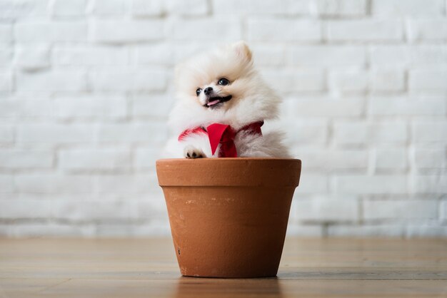 子犬 画像 無料のベクター ストックフォト Psd