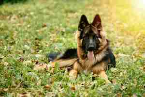 Foto gratuita cane pastore tedesco sdraiato sull'erba nel parco