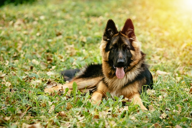 Собака немецкая овчарка, лежащая на траве в парке