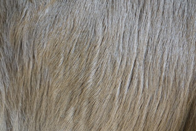 Dog hair close up