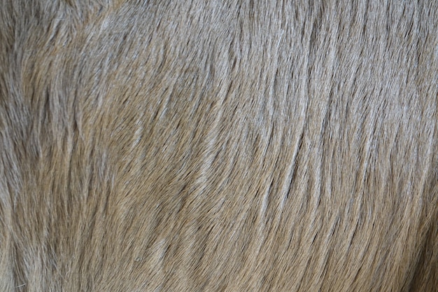 Dog hair close up