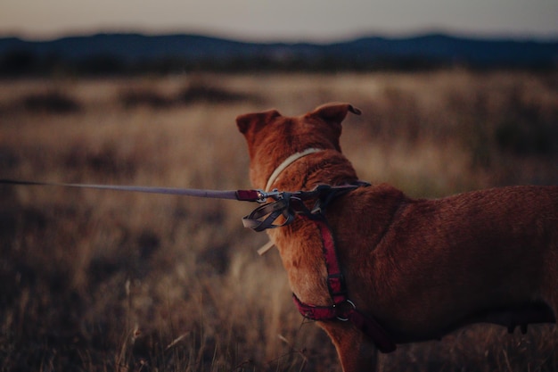 Dog in a harness sitting on bed and looking sideways