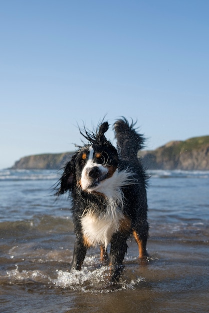 無料写真 ビーチで楽しんでいる犬