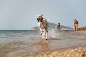 Бесплатное фото Собака веселится на пляже