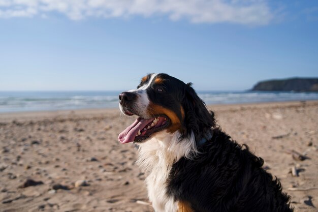 Dog having fun at the beach