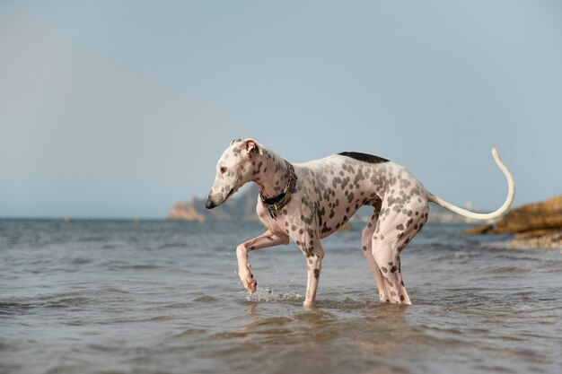 ビーチで楽しんでいる犬