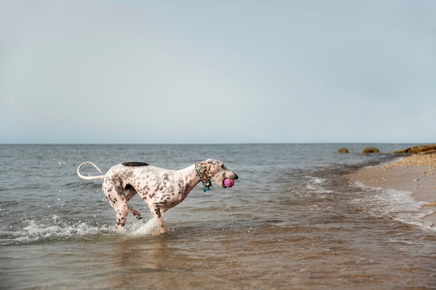 Cane che si diverte in spiaggia