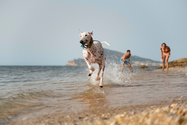 ビーチで楽しんでいる犬