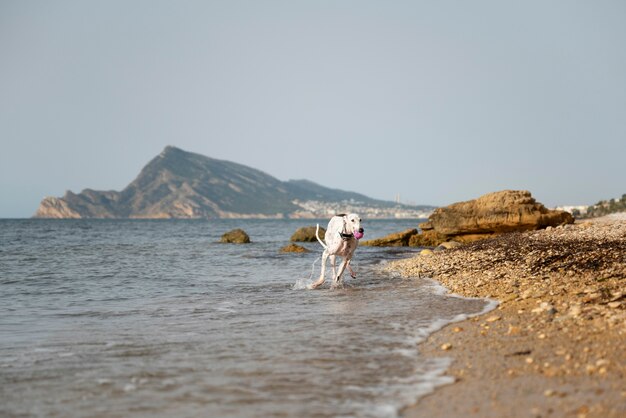 해변에서 즐거운 시간을 보내는 개