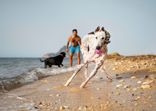 Собака веселится на пляже