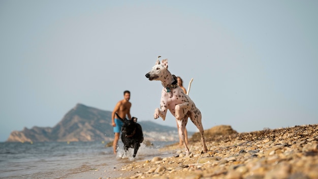 Free photo dog having fun at the beach
