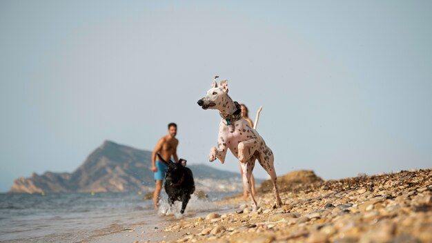 Dog having fun at the beach