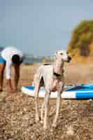 Foto gratuita cane che si diverte in spiaggia