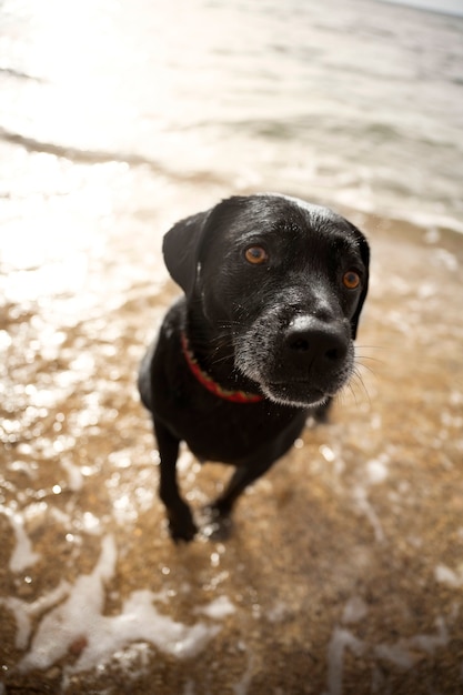 ビーチで楽しんでいる犬